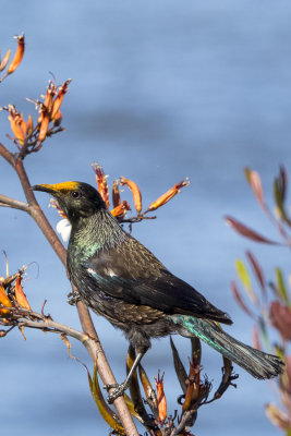 Tui on flax