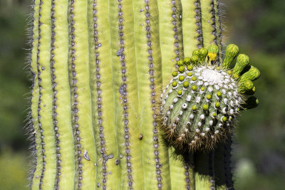 Cactus bud