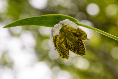 Chocololate lilly