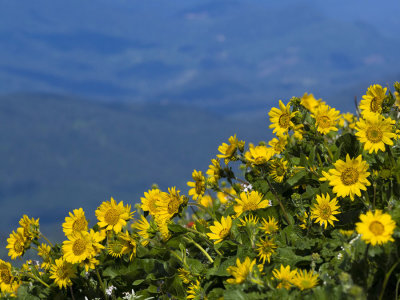 Balsom root boquet