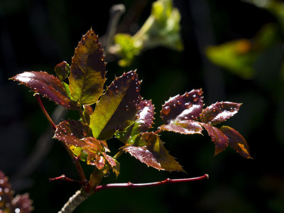 Oregon grape leaves