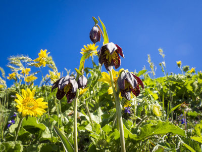 chocolate lillies