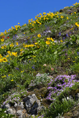 flox in the foreground