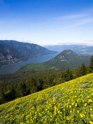 Columbia River vista