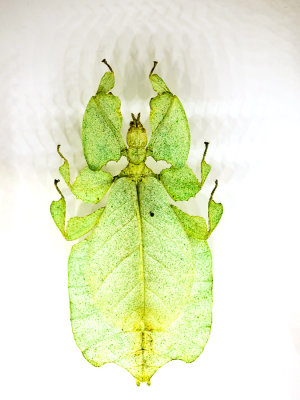 leaf insect