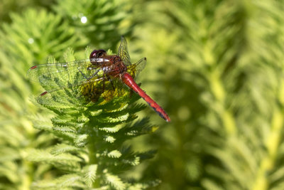 a live dragon fly