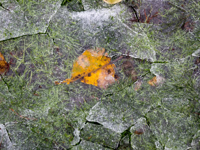 covered leaf