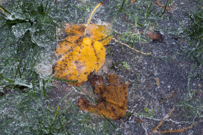 ice and leaf