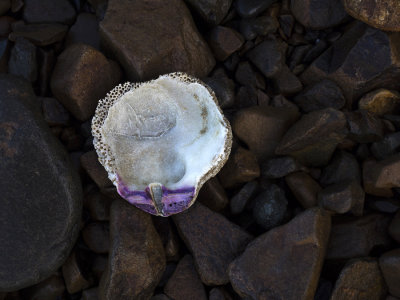 scallop