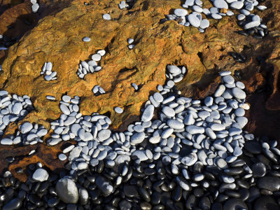 ochre and white