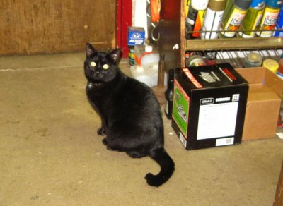 shop cats 005.JPG