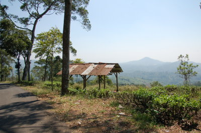 Perkebunan menuju Gunung Padang