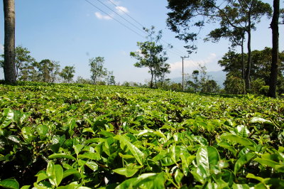 Kebun Teh