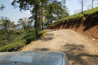 Kebun Teh