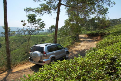 Melewati Kebun Teh