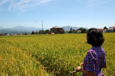 Asti di tepi sawah