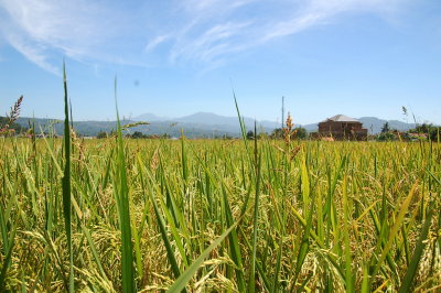 Sawah menguning