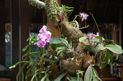 anggrek