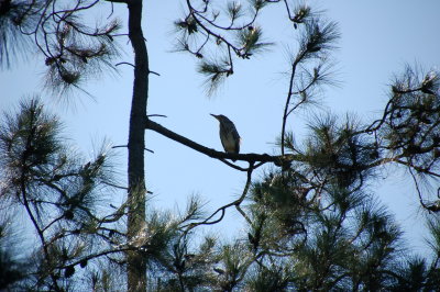 Burung Kuok