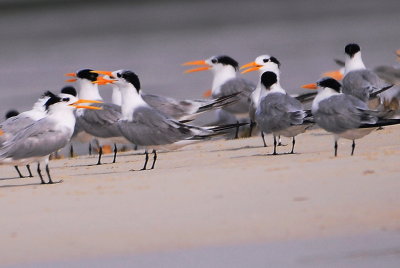 Bird & Wild Nature