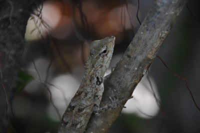 island gecko