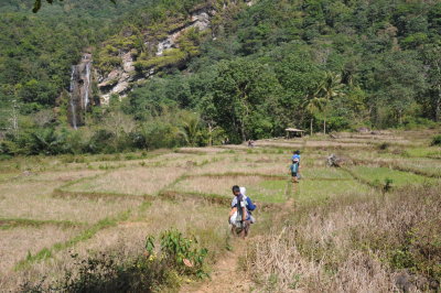 Sawah setelah panen