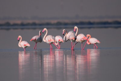 Floc of flamingo in close distance