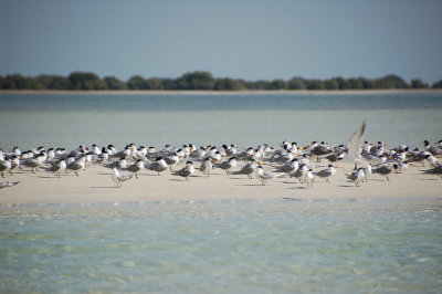 Great Tern