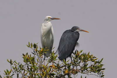 Grey egret can be seen all the seasons