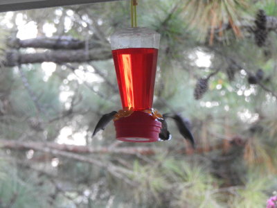 Hummingbird in The Backyard