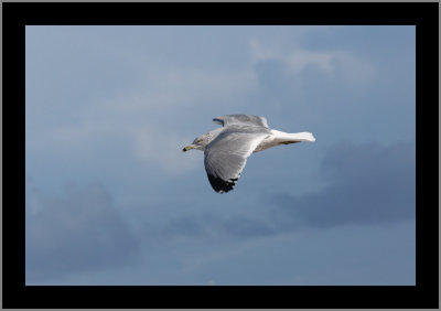 Ring-billed Gull #1