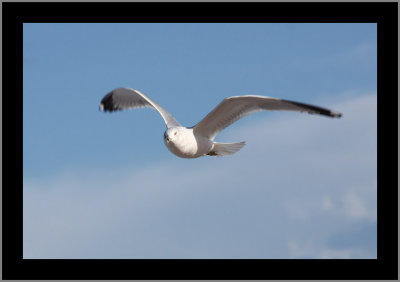 Ring-billed Gull #2