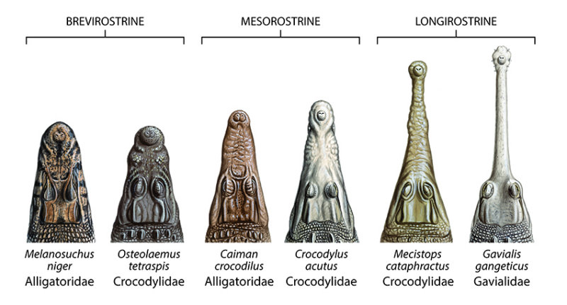 fig_3.19_jaw_shape_illustration-01.jpg