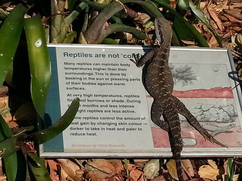 water dragon on sign.jpg