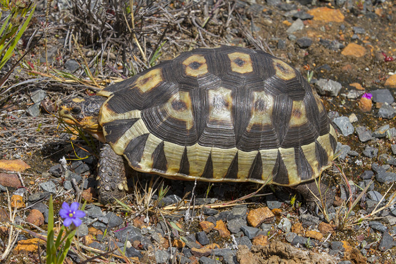 Chersina angulata 2.jpg