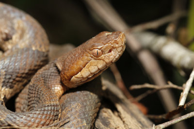 copperhead.jpg