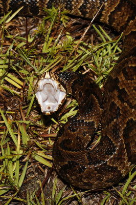 cottonmouth.jpg