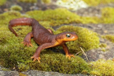 newt.jpg