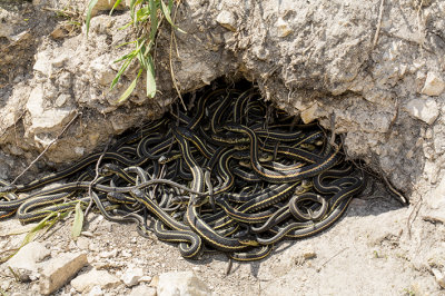 garter_snake_heat_avoidance.jpg