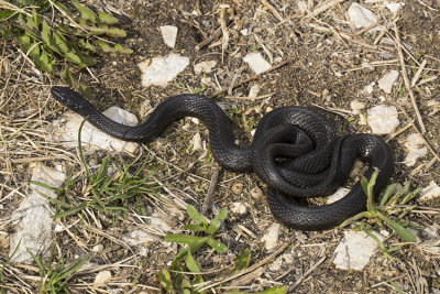 melanistic_gartersnake_1.jpg