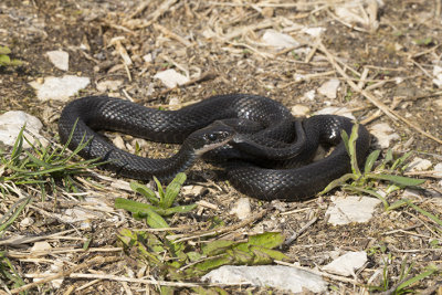 melanistic_gartersnake_2.jpg