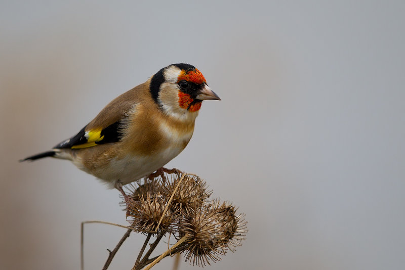 European Goldfinch