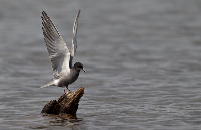 Black tern