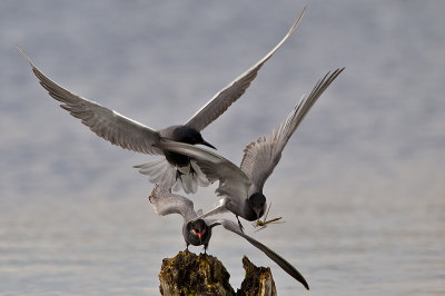 Blacktern with dragonfly 
