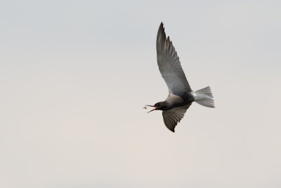 Blacktern catching a insekt