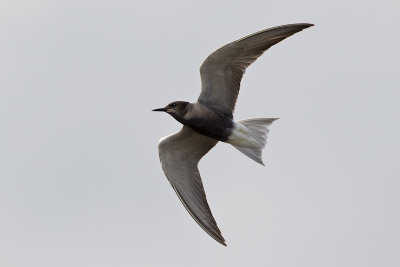 Blacktern