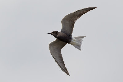 Blacktern