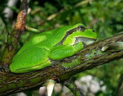 European tree frog