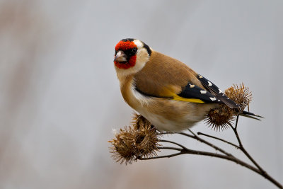 European Goldfinch