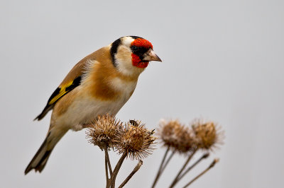 European Goldfinch